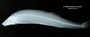 Scleronema operculatum FMNH 58080 holo lat x